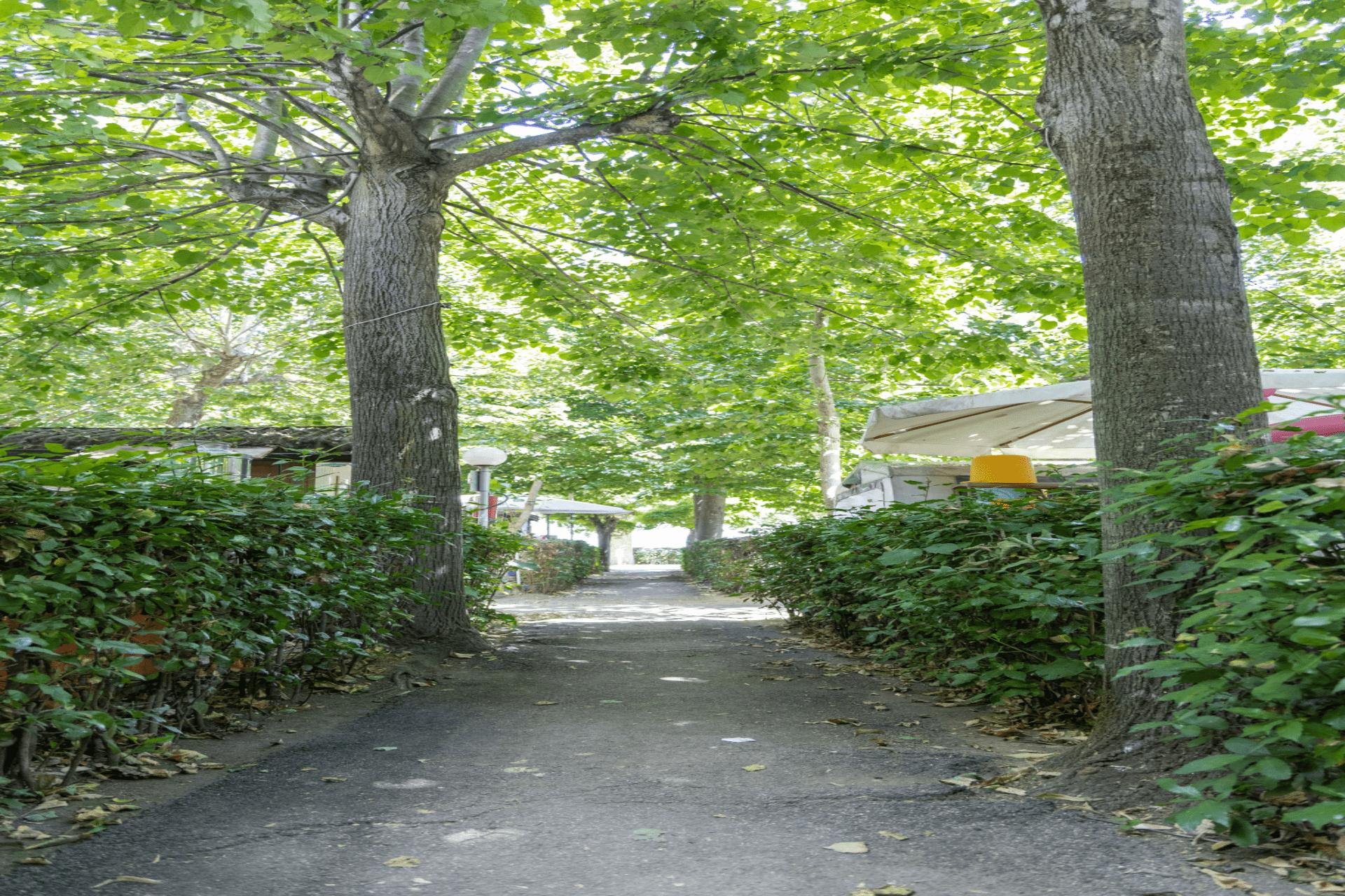 215A2412